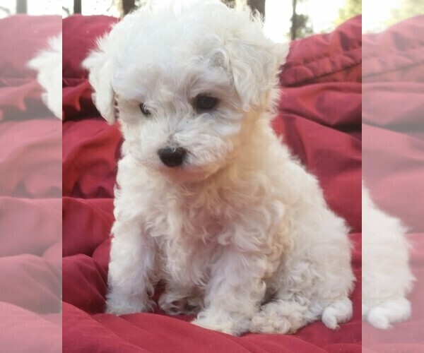 Medium Photo #3 Bichon Frise Puppy For Sale in EUGENE, OR, USA