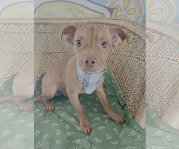 Medium Photo #2 Chihuahua-Unknown Mix Puppy For Sale in Bellevue, WA, USA