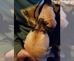 Small Photo #5 Bullmastiff Puppy For Sale in REDGRANITE, WI, USA