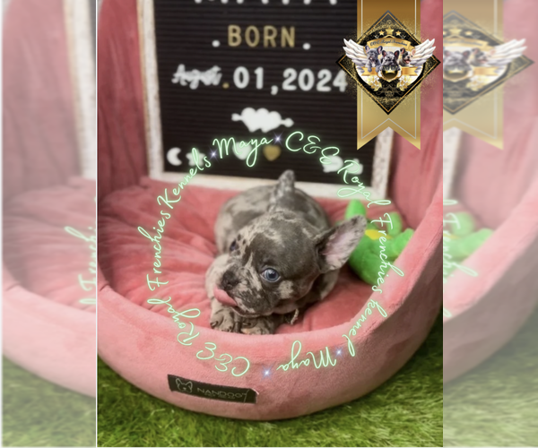 Medium Photo #16 French Bulldog Puppy For Sale in ATHENS, GA, USA