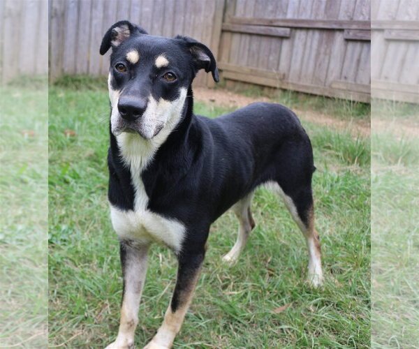 Medium Photo #1 Mutt Puppy For Sale in Jackson, MS, USA
