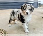 Small #4 Australian Shepherd
