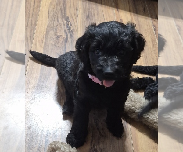 Medium Photo #8 Goldendoodle Puppy For Sale in AIKEN, SC, USA