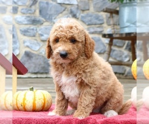 Goldendoodle (Miniature) Puppy for sale in EPHRATA, PA, USA