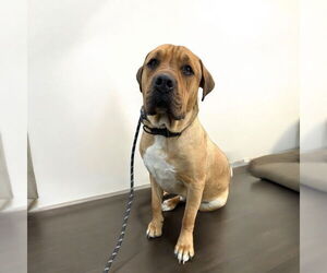Mastiff Dogs for adoption in Goodyear, AZ, USA