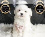 Small #6 Maltese