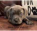 Puppy L2 Black Collar Cane Corso