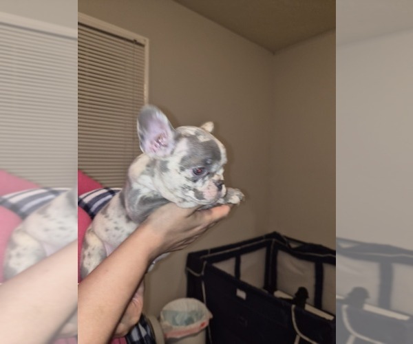 Medium Photo #11 French Bulldog Puppy For Sale in SNELLVILLE, GA, USA
