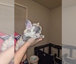Frenchie - Male French Bulldog Puppy for Sale - Photo #11