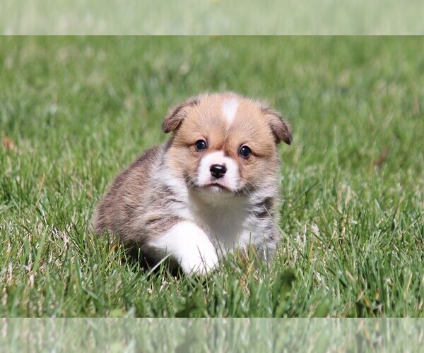Medium Photo #1 Pembroke Welsh Corgi Puppy For Sale in FORT MADISON, IA, USA
