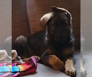 German Shepherd Dog Puppy for sale in ELKHART, IN, USA