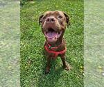 Small #1 American Pit Bull Terrier