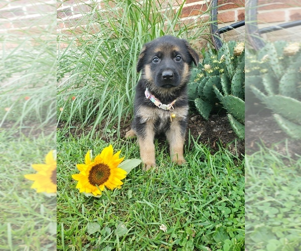 Medium Photo #3 German Shepherd Dog Puppy For Sale in MILLERSTOWN, PA, USA