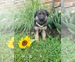 Small #2 German Shepherd Dog