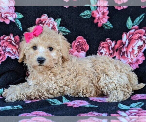 Medium Photo #4 Poochon Puppy For Sale in LEOLA, PA, USA