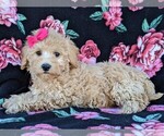 Small Photo #4 Poochon Puppy For Sale in LEOLA, PA, USA