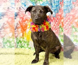 Dachshund-Unknown Mix Dogs for adoption in Spring Lake, NJ, USA
