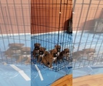 Small Photo #18 Boxer Puppy For Sale in DERBY, CT, USA