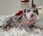 Small Photo #6 Great Dane Puppy For Sale in HONEY BROOK, PA, USA