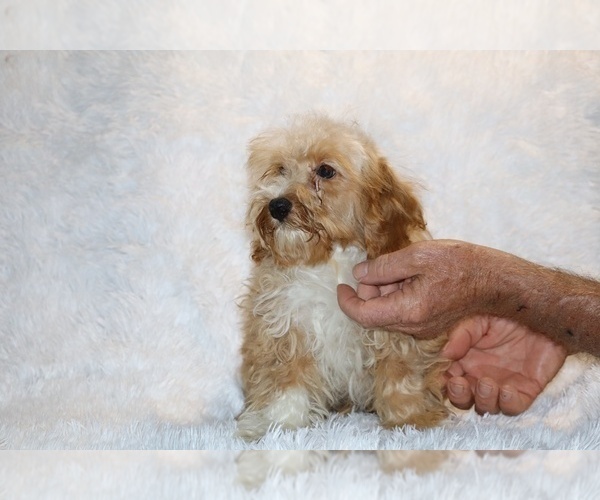 Medium Photo #5 Cockapoo (Miniature) Puppy For Sale in DYERSBURG, TN, USA