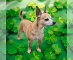 Small #5 Chihuahua
