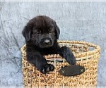 Small Photo #9 Golden Shepherd Puppy For Sale in GREENCASTLE, PA, USA