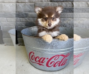 Pomeranian Puppy for sale in MIDDLEBURY, IN, USA