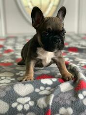 French Bulldog Puppy for sale in FLUSHING, NY, USA