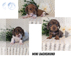 Dachshund Litter for sale in GOSHEN, IN, USA