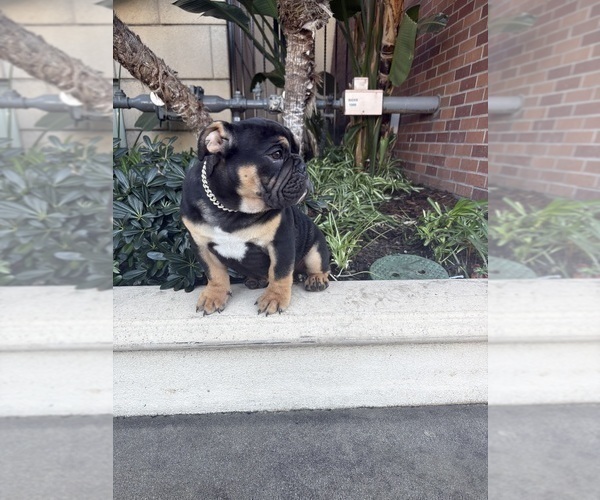 Medium Photo #7 English Bulldog Puppy For Sale in LAS VEGAS, NV, USA