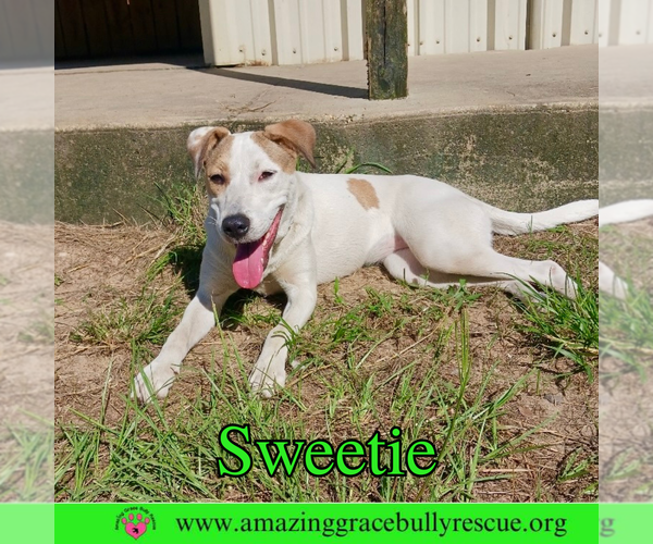 Medium Photo #2 Mutt Puppy For Sale in Pensacola, FL, USA