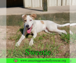 Small #1 Mutt