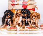 Small Cavalier King Charles Spaniel