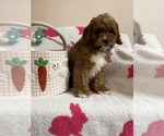 Small Photo #10 Cavapoo Puppy For Sale in SYLMAR, CA, USA