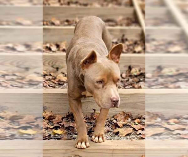 Medium Photo #3 Mutt Puppy For Sale in Greenville, SC, USA