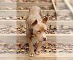 Small #2 Mutt