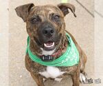 Thatcher - Male Plott Hound-Unknown Mix Dog for Adoption - Small photo