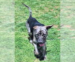 Small #3 Shepradors