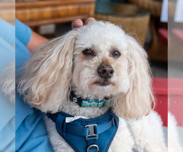 Medium Photo #14 Poodle (Miniature) Puppy For Sale in Mundelein, IL, USA