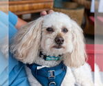Small #13 Poodle (Miniature)