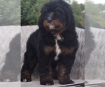 Small Photo #11 Bernedoodle Puppy For Sale in OMAHA, NE, USA