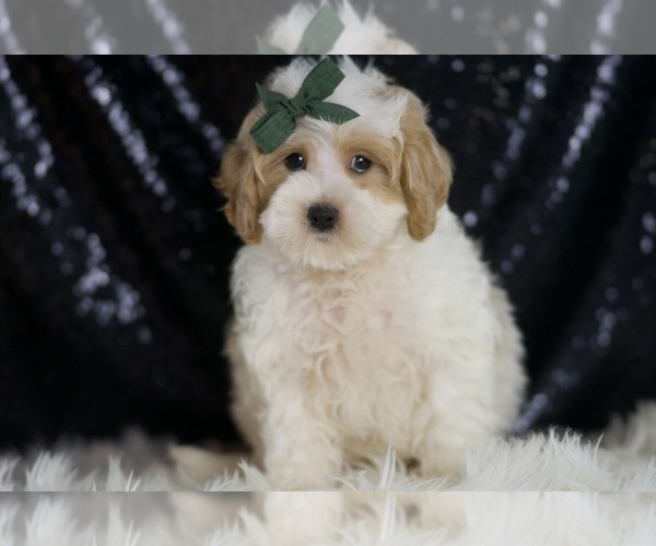 Medium Photo #5 Maltipoo Puppy For Sale in WARSAW, IN, USA