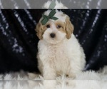 Small #4 Maltipoo