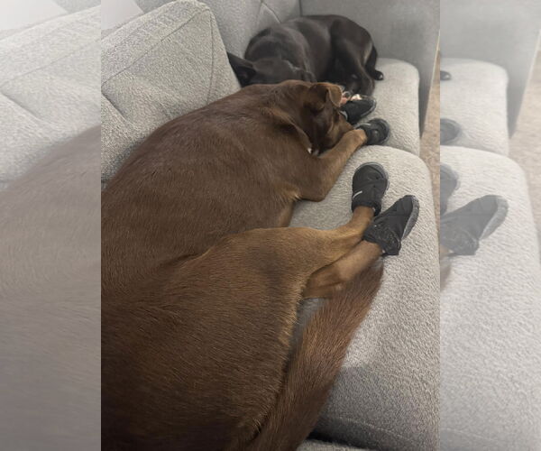 Medium Photo #7 American Pit Bull Terrier-Labrador Retriever Mix Puppy For Sale in Princeton, MN, USA