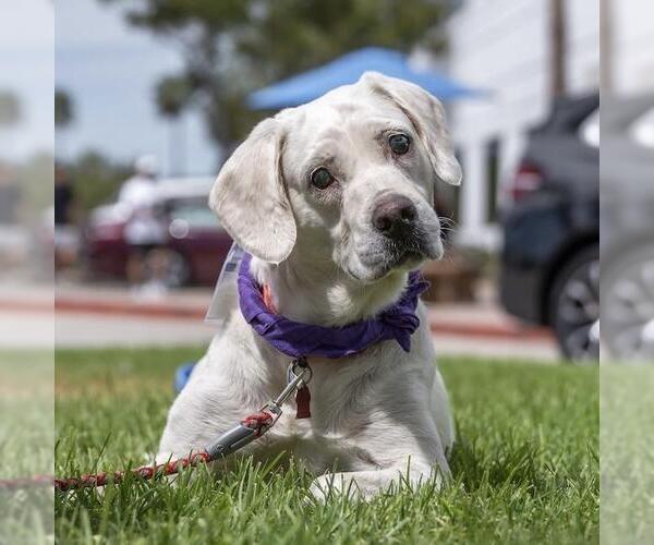 Medium Photo #8 Labrador Retriever-Unknown Mix Puppy For Sale in San Diego, CA, USA