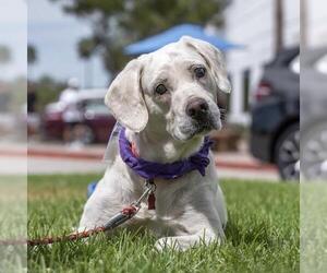 Elinda - Female Labrador Retriever-Unknown Mix Dog for Adoption - Photo #8