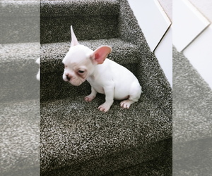 French Bulldog Puppy for sale in ADAMS CITY, CO, USA