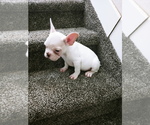 Small Photo #1 French Bulldog Puppy For Sale in ADAMS CITY, CO, USA
