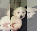Small Photo #3 Great Pyrenees Puppy For Sale in PERRY, IA, USA