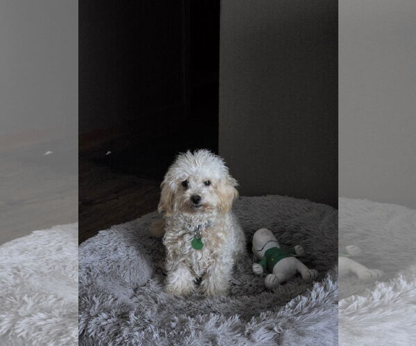 Medium Photo #4 Bichon Frise-Unknown Mix Puppy For Sale in St. Louis Park, MN, USA